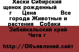 Хаски Сибирский (щенок рожденный 20.03.2017г.) › Цена ­ 25 000 - Все города Животные и растения » Собаки   . Забайкальский край,Чита г.